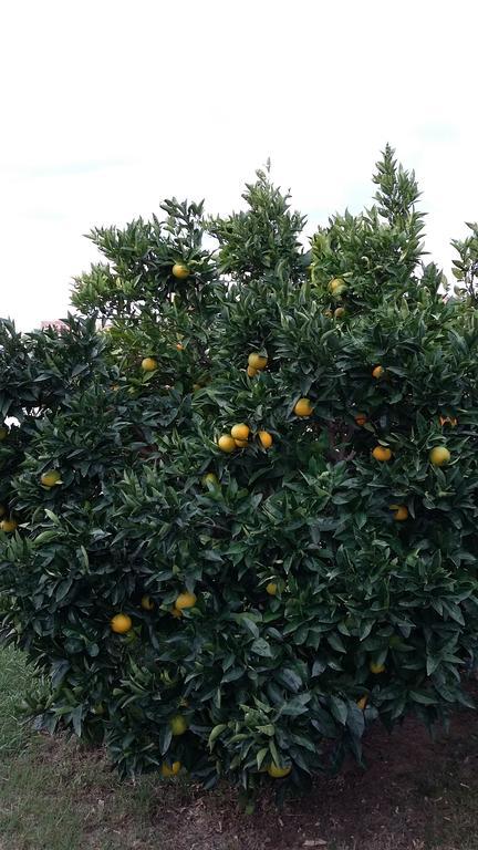 Apartment Orange Tree Portoroz Exterior photo